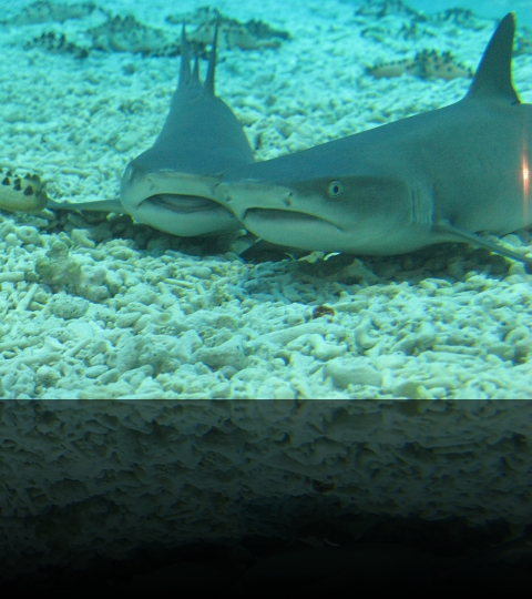 Manila-Oceanarium-14